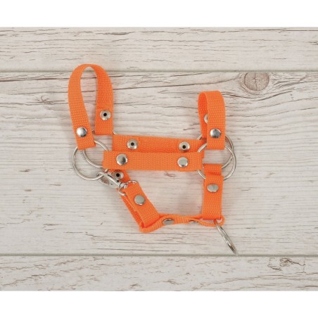 A4 hobihobuse päitsed, oranž