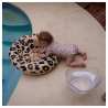 Beebi ujumisrõngas Leopard Beige, 0-1 a