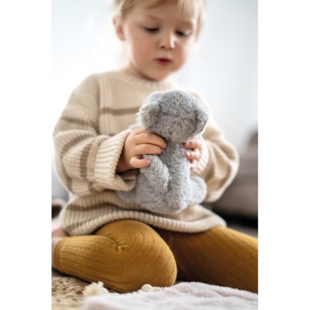 Kass kandekoti ja hoolduskomplektiga